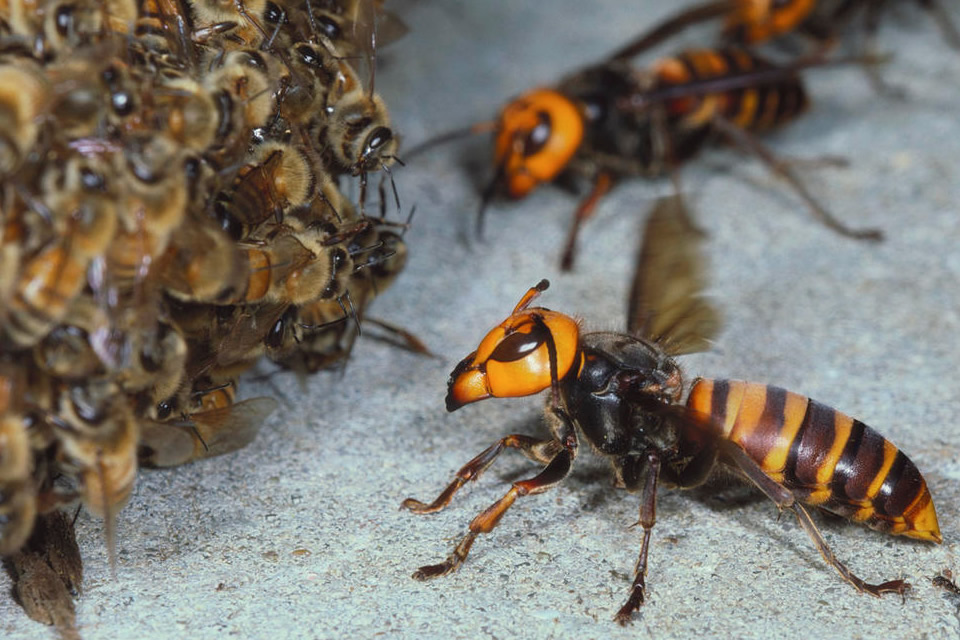 Hornet Removal